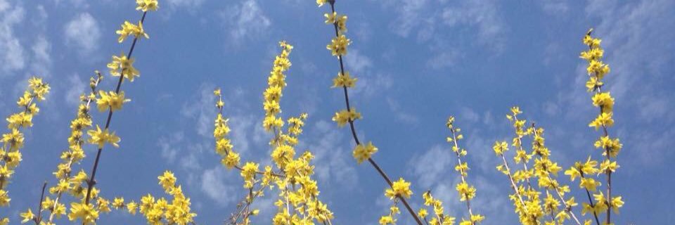 IsaOrganic's profile banner image