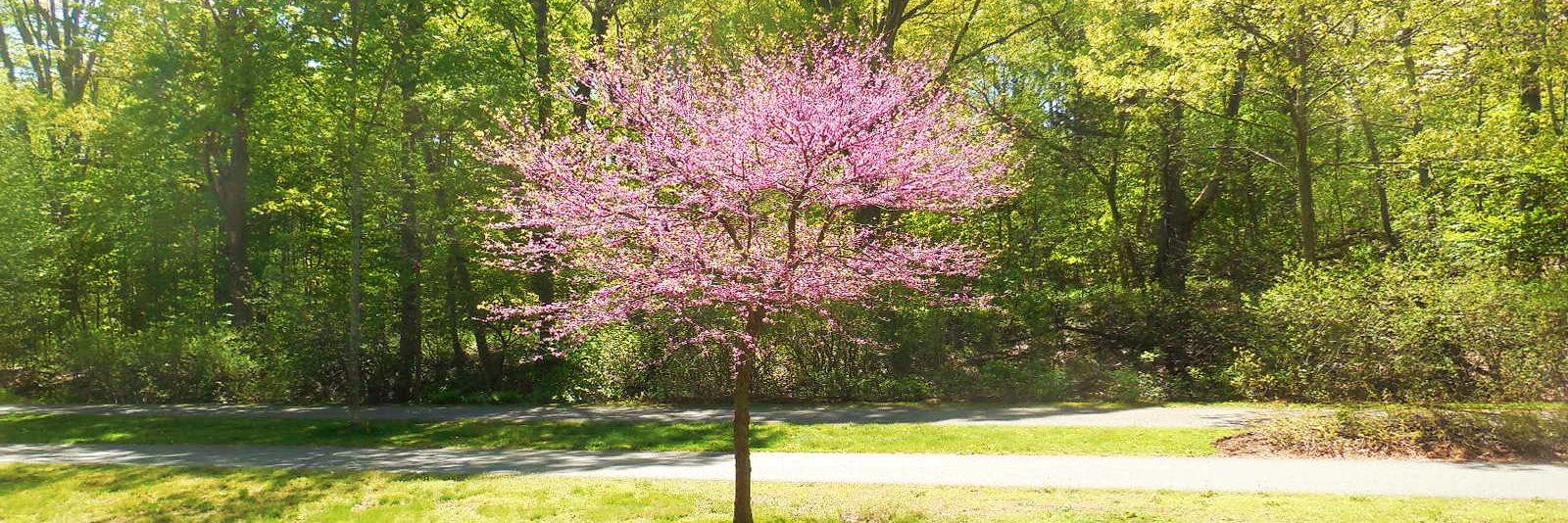 Brookline GreenSpace Alliance banner