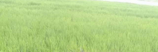 RAMNAYAKSAHU1's profile banner image