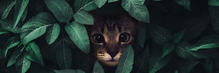 nurulzhrh's profile banner image