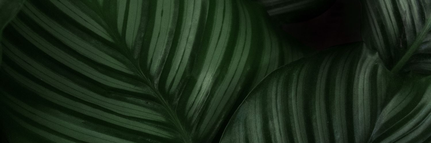 Christopher Burnette banner