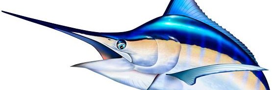 Damarkinyua's profile banner image