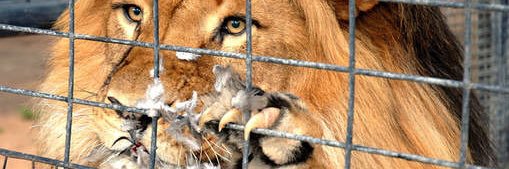 Dylan Fontani banner