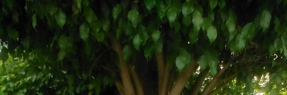 _isumit's profile banner image