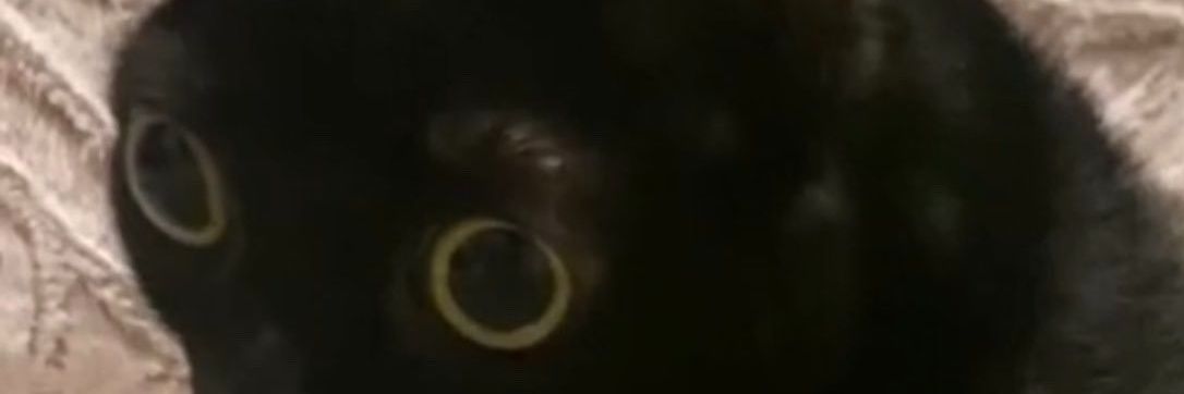 void is not here banner