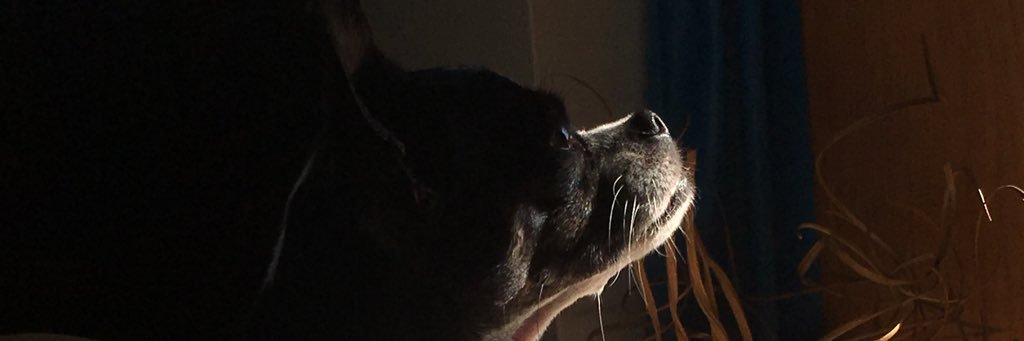 NickDaRix's profile banner image