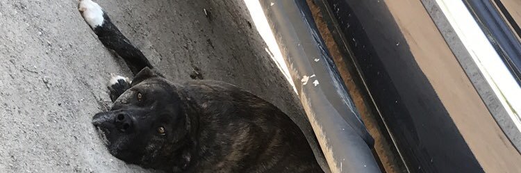 ziggarett's profile banner image