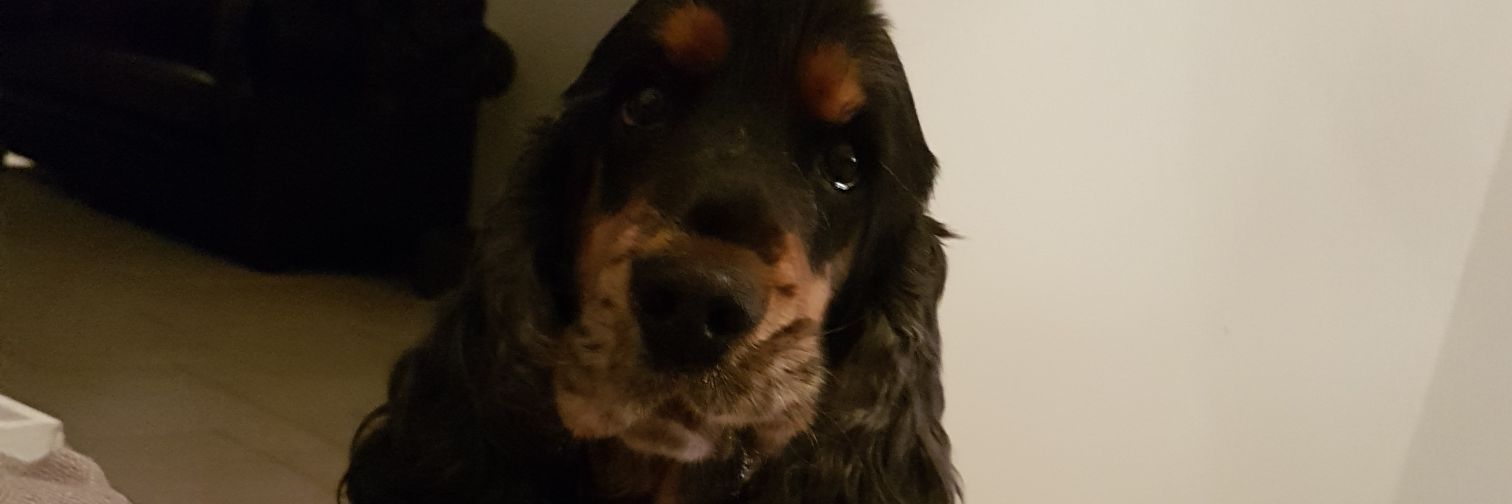MelanyDutch's profile banner image