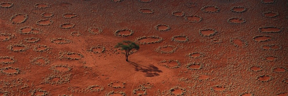 Rejen🦐 🥥🌴 banner