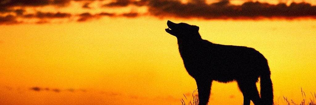 wolfwalker85's profile banner image