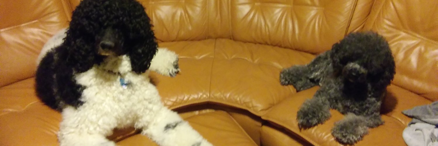 Pierre the Poodle 🐩🌴 banner