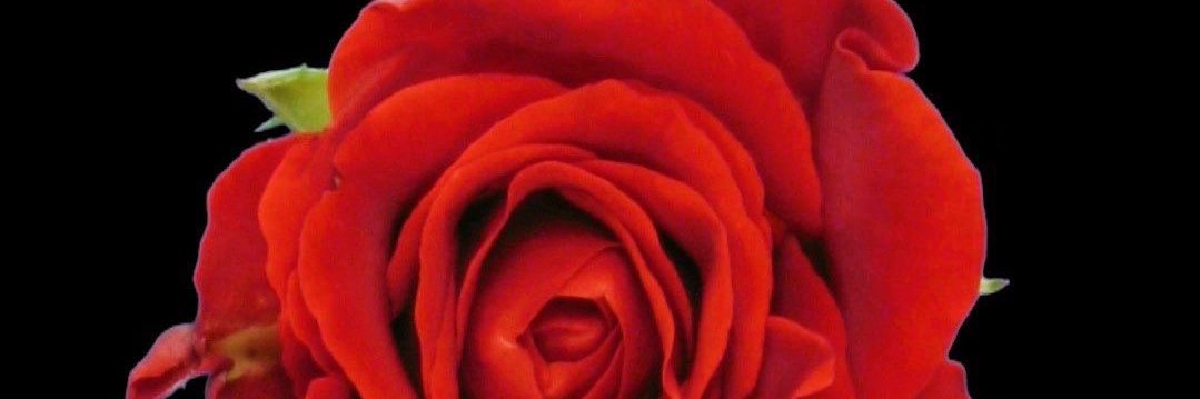 sara e gil 🔎🧨 banner