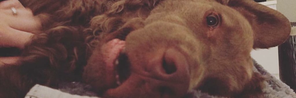 StephBatista's profile banner image