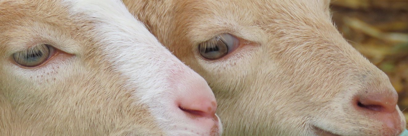 Breeds of Origin banner