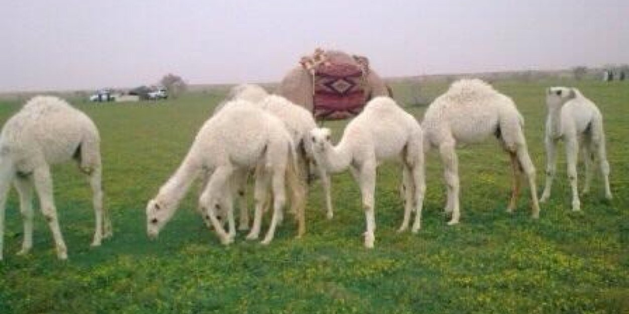 مانع بن شلحاط العجمي banner