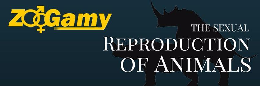 zoogamydotcom's profile banner image