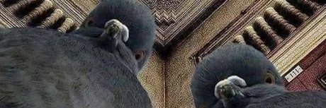 DamePoulpie's profile banner image