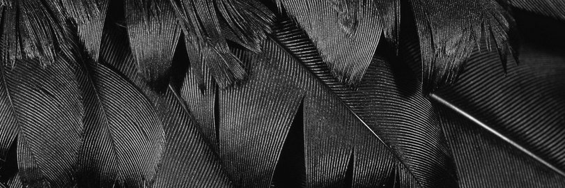 RavensRedux's profile banner image