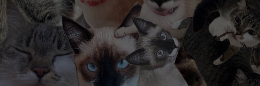 Ana Zoppas banner