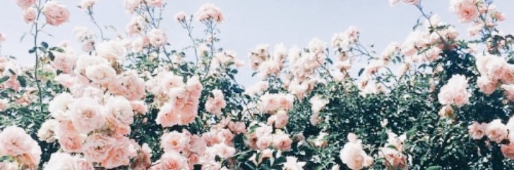 peytonelisee's profile banner image