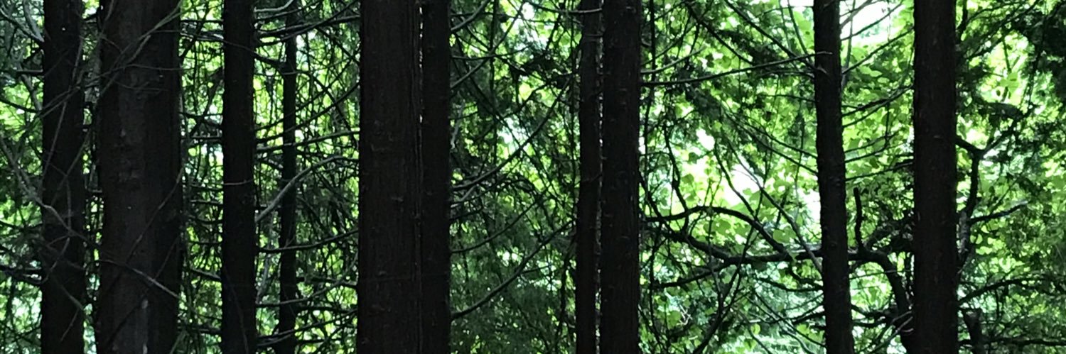 swimlife1's profile banner image