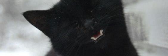 TheWitchD's profile banner image