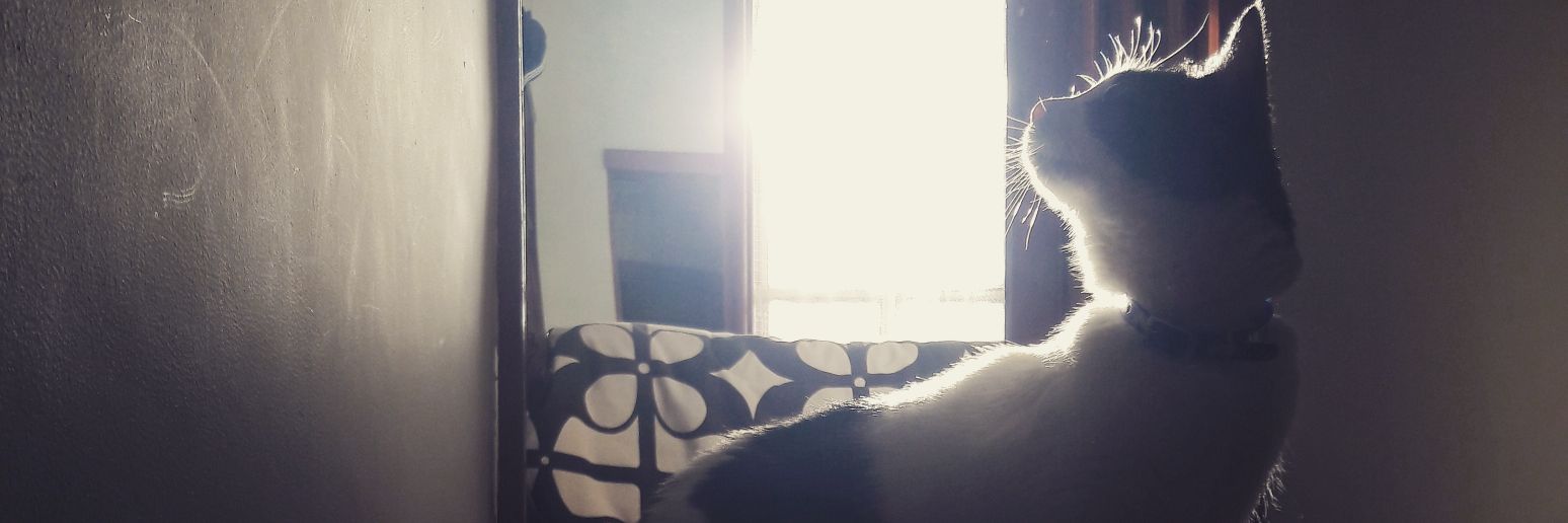 lizzych08's profile banner image