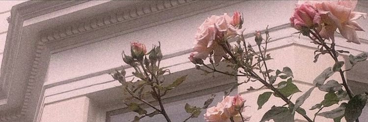 koleoptil's profile banner image