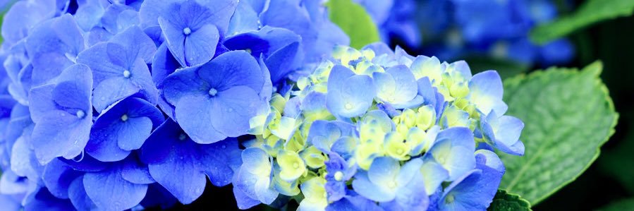 左京@取引垢 banner