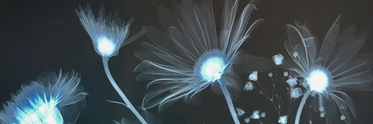 DΛI•Z banner