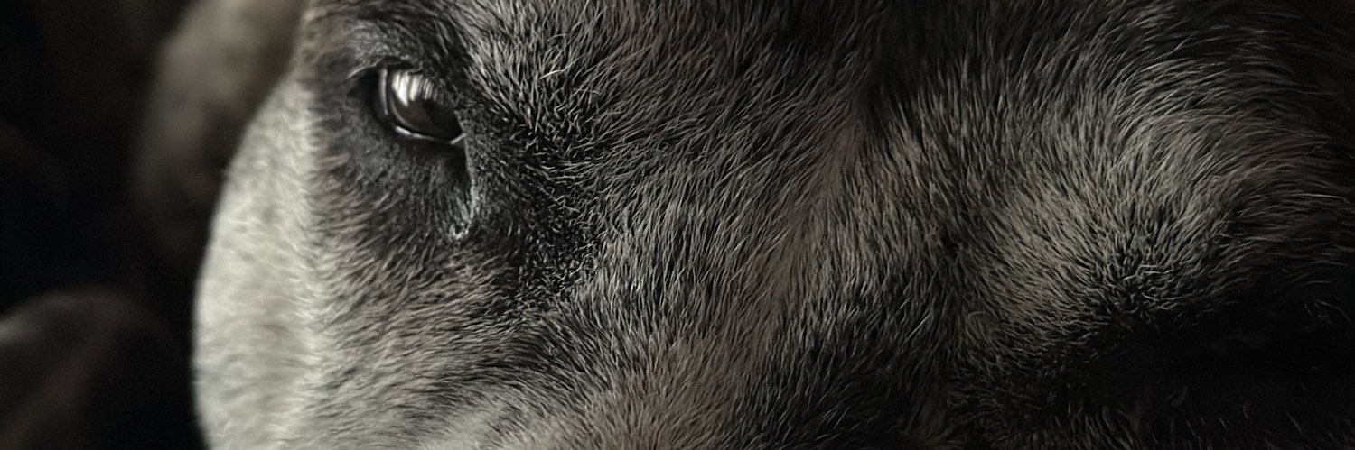 ScalaAgus's profile banner image