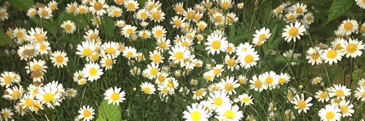 karli_schopfer's profile banner image