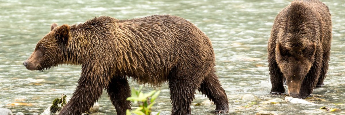 thebearpower's profile banner image