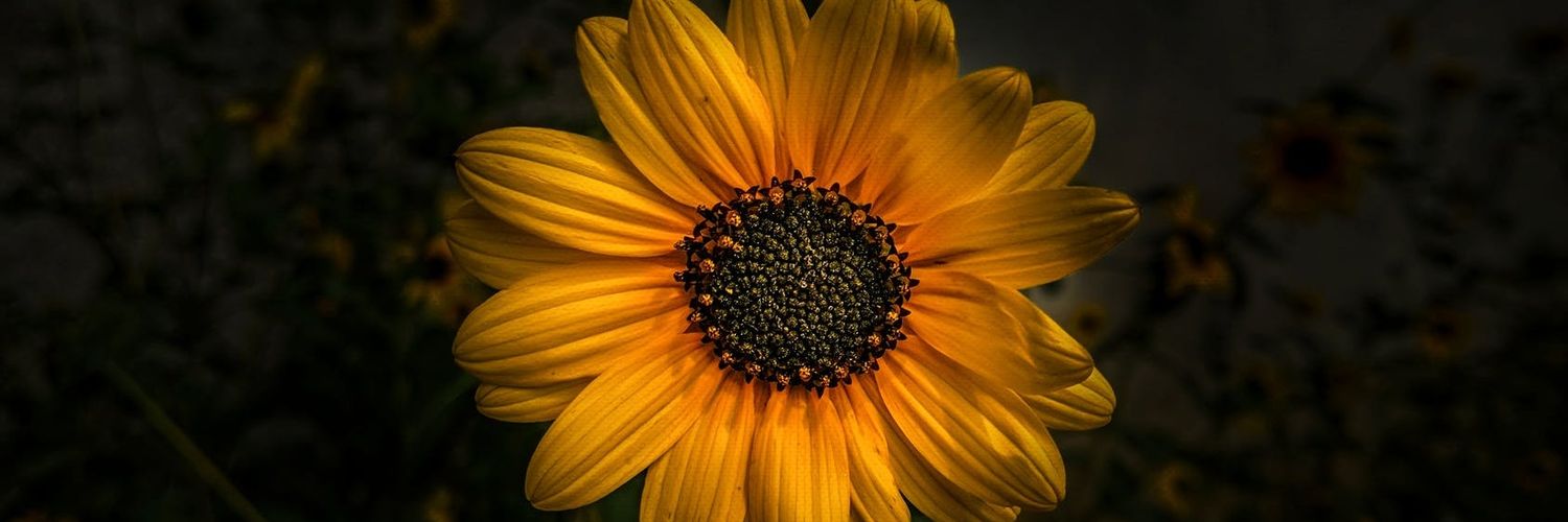 marta46_'s profile banner image
