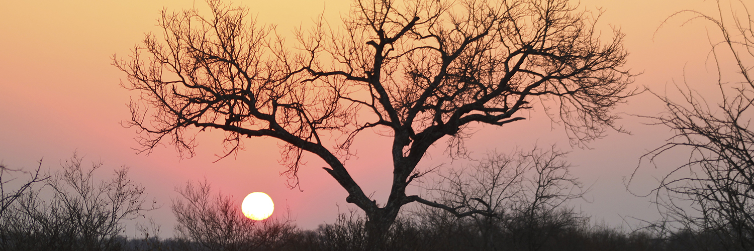 ShutterVista Photography banner