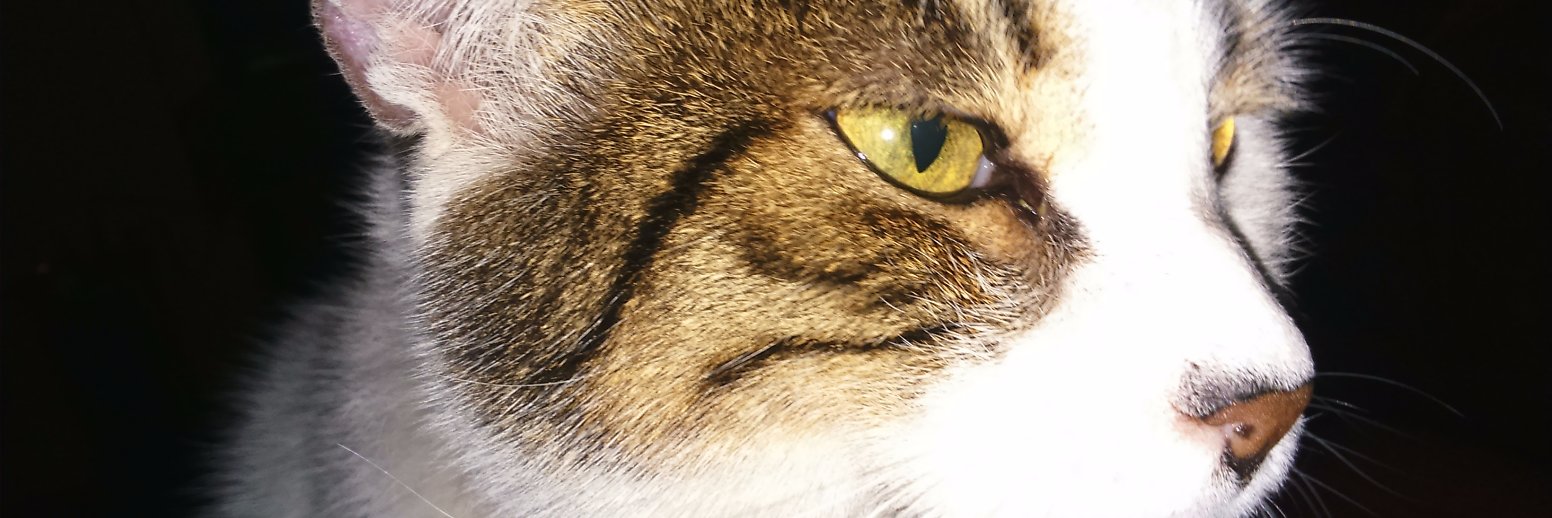 inefabi's profile banner image