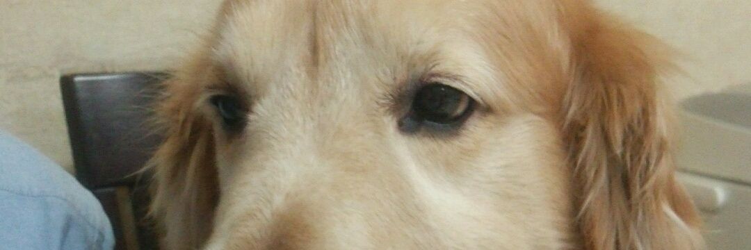 サキ🌸🎂@保育士14年目 banner