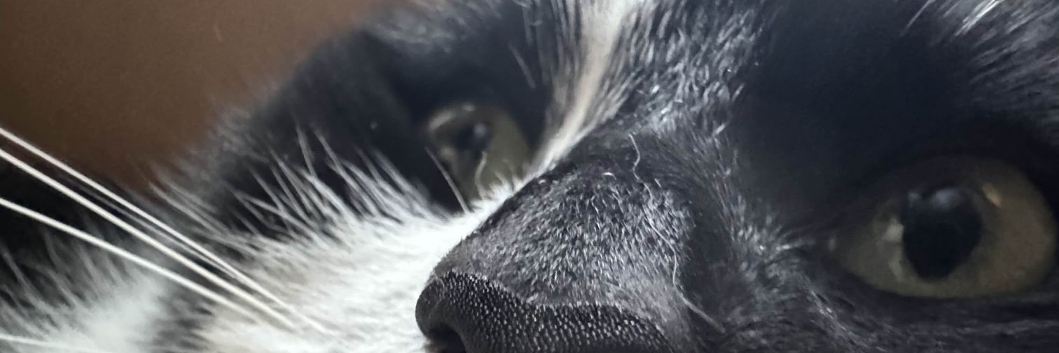 Mostly banner