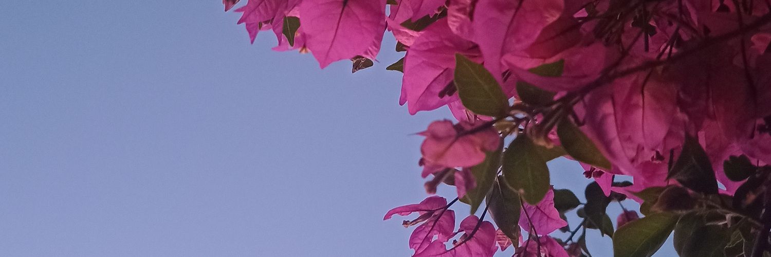 NoeSadaniowski's profile banner image