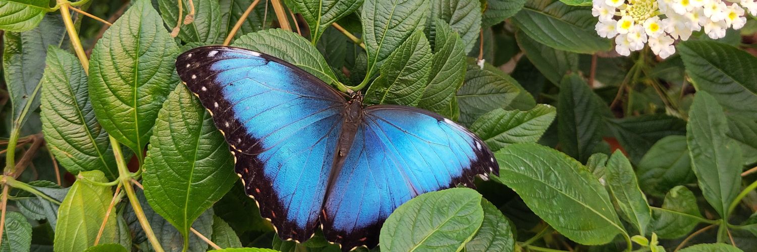 Nico (stillgelegt - fuck Elon Musk) banner