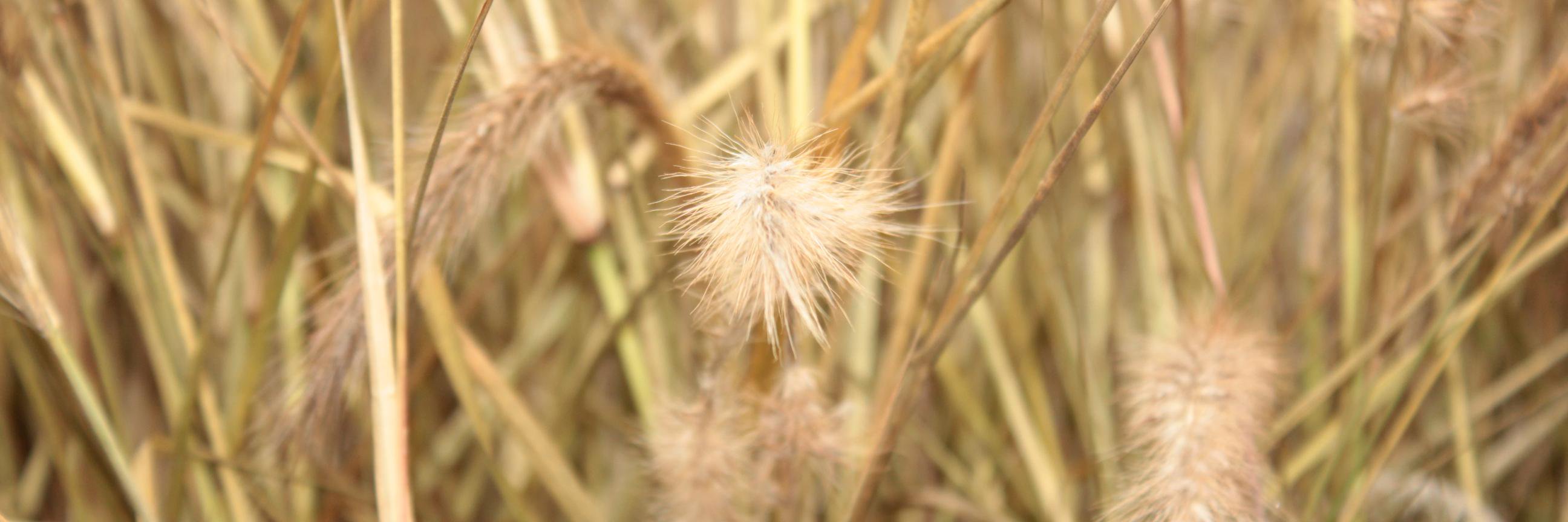 Dr. Nicole Ray banner