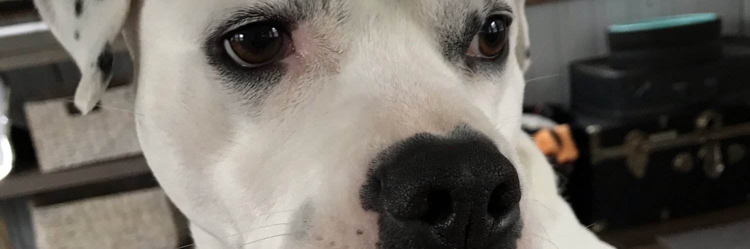 ScheierSusan's profile banner image