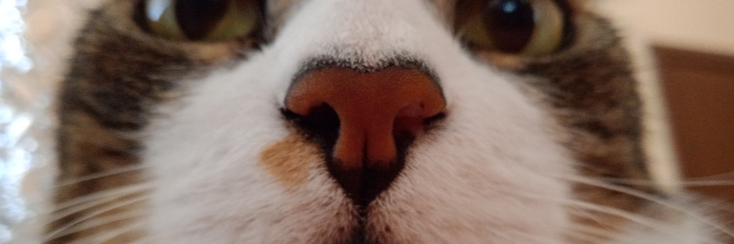 MulequeQualquer's profile banner image