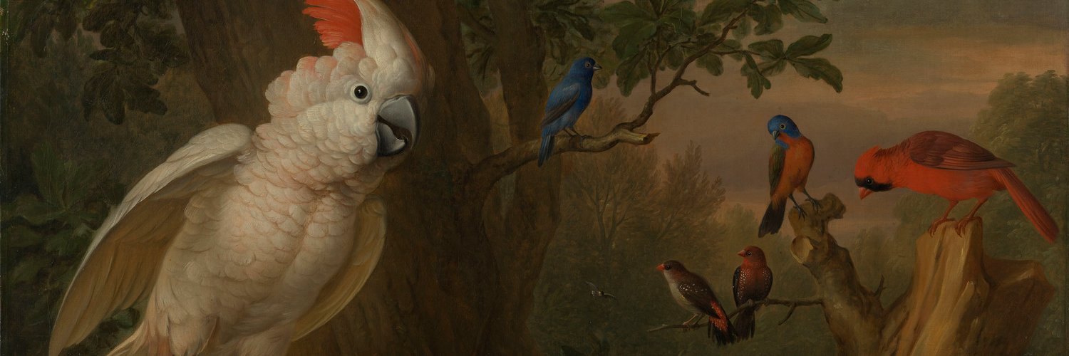 WomanWithParrot's profile banner image