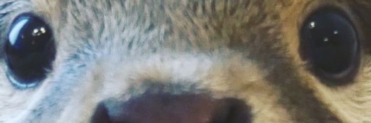 hoofhorn.bsky.social banner