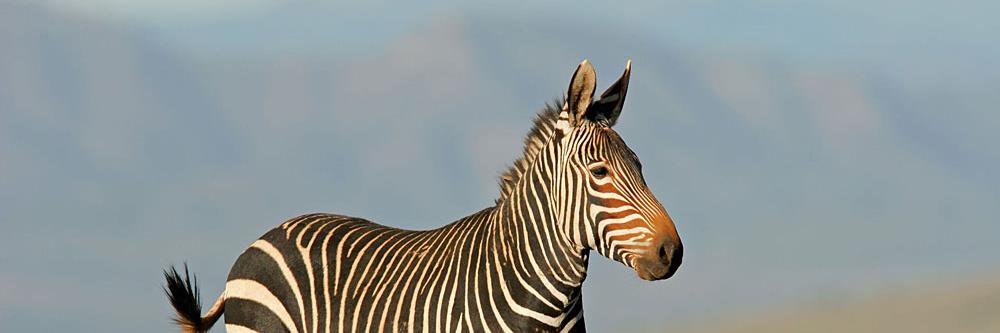 Exotic Meat Market banner