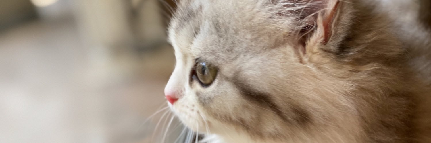 ねむろぐ🐈ねこがいる暮らし/スコティッシュフォールド banner