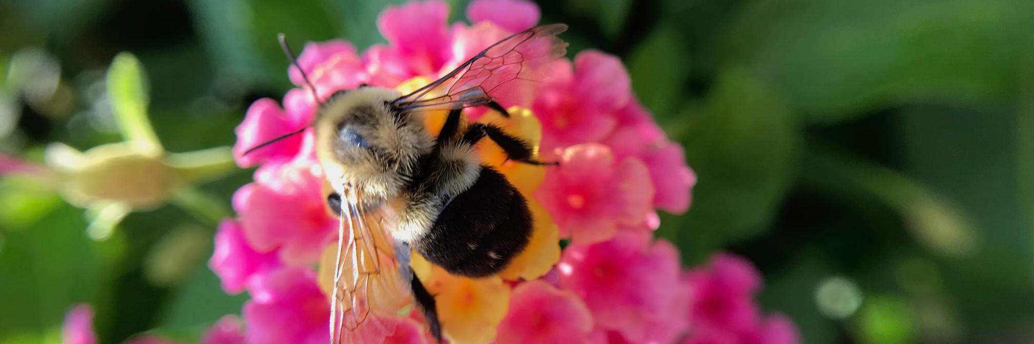 Robert Ostrom banner