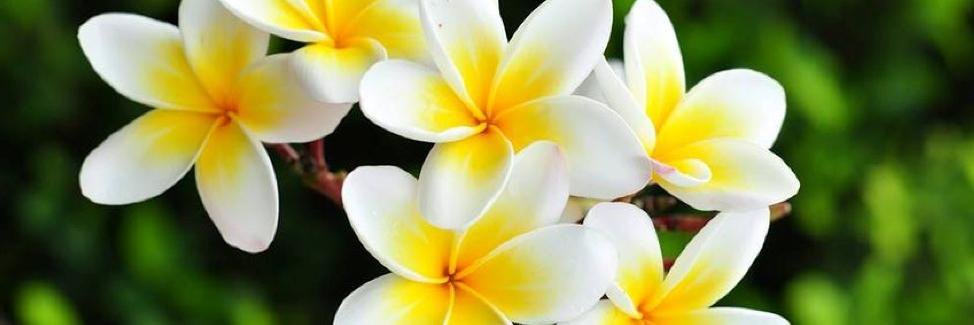 Enma Miranda 🌼 banner
