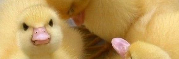 samueldossche's profile banner image
